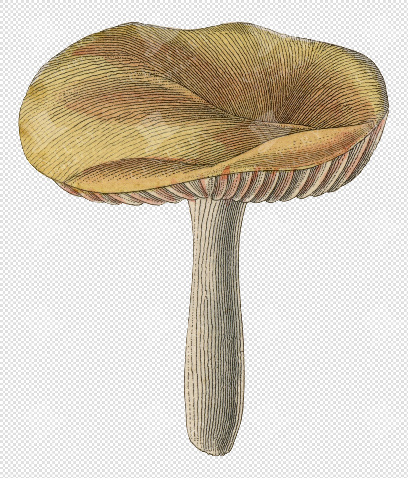 Antique Yellow and Orange Mushroom Illustration with Textured Cap and Transparent Background