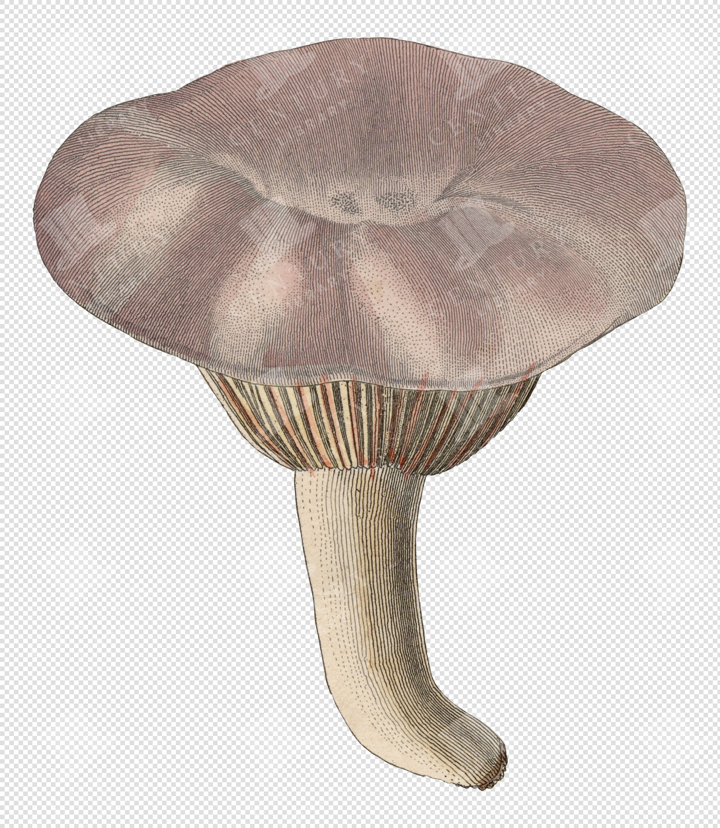 Antique Pale Purple Mushroom Illustration with Textured Cap and Transparent Background