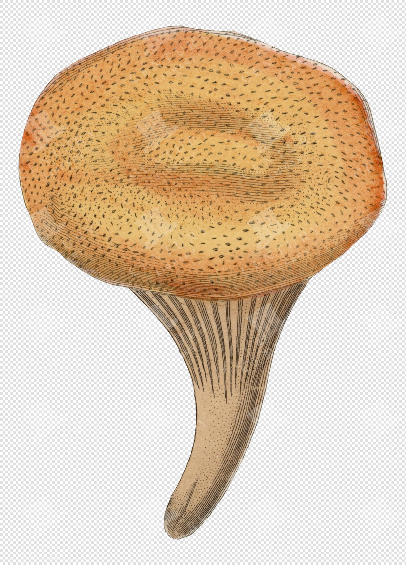 Antique Orange and Yellow Mushroom Illustration with Textured Cap and Transparent Background