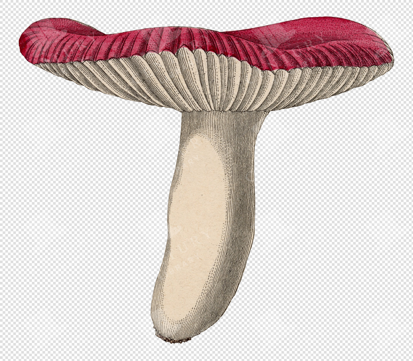 Antique Red and White Mushroom Illustration with Detailed Gills and Transparent Background