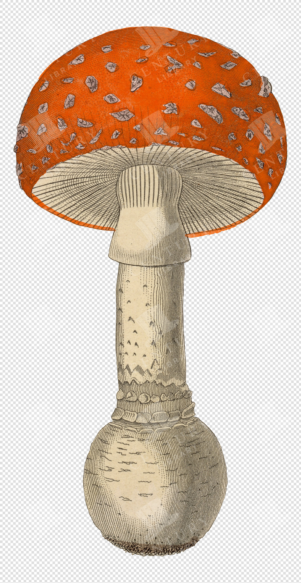 Antique Orange and White Mushroom Illustration with Spotted Cap and Transparent Background