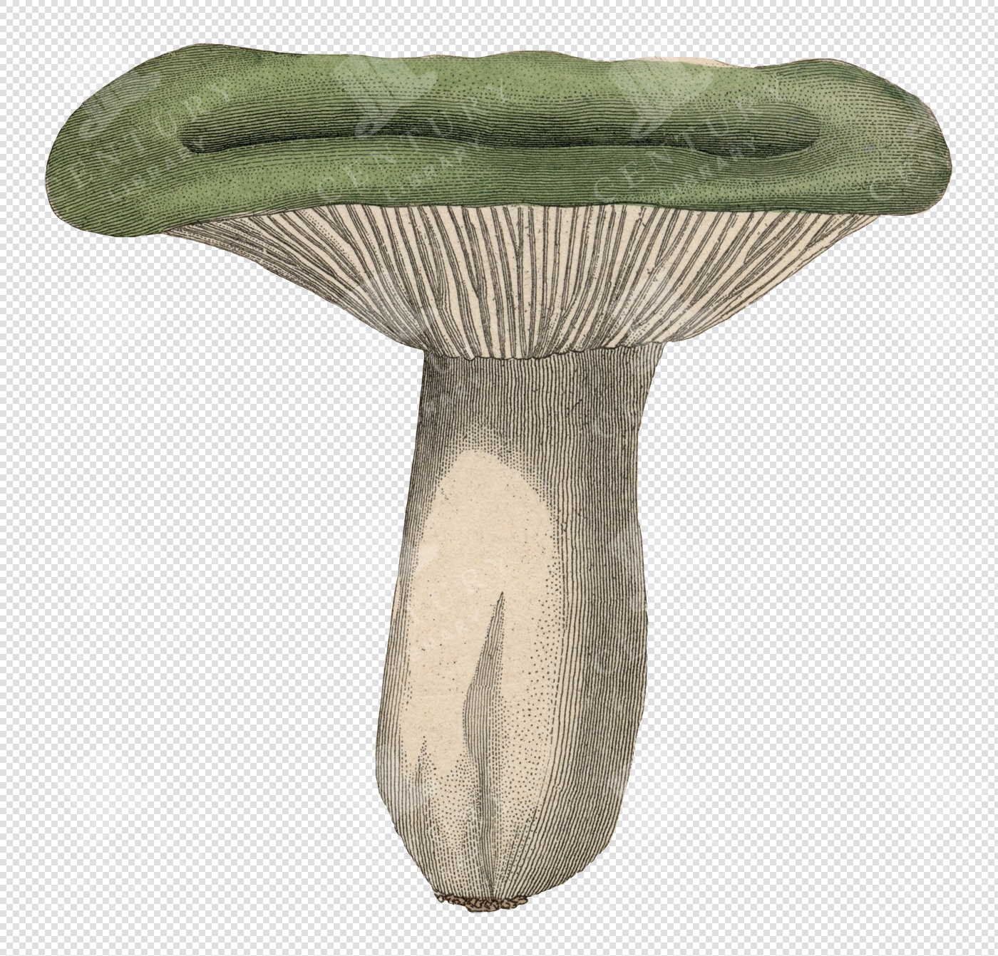 Antique Green and White Mushroom Illustration with Textured Cap and Transparent Background