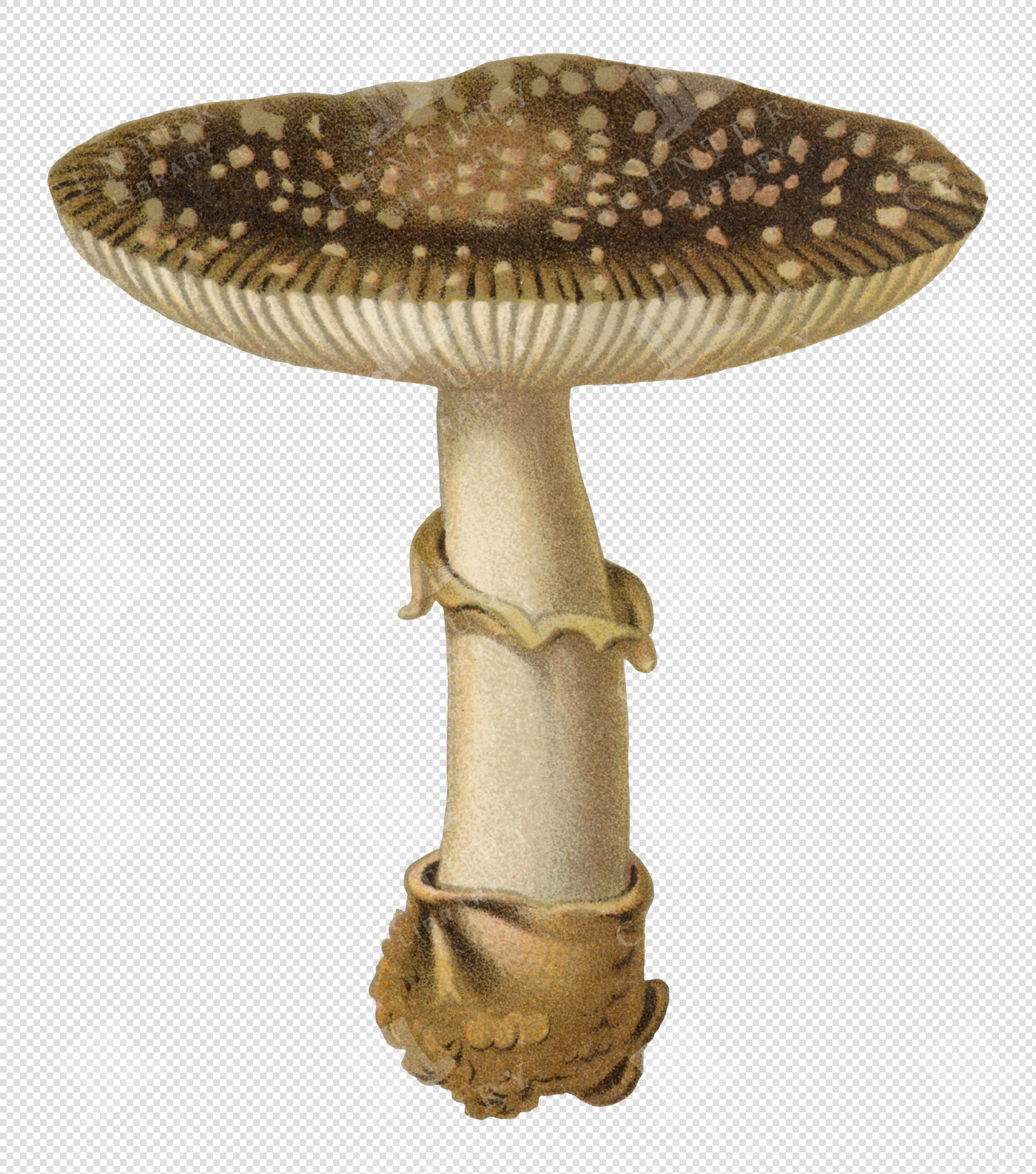 Antique Brown and White Mushroom Illustration with Textured Cap and Transparent Background