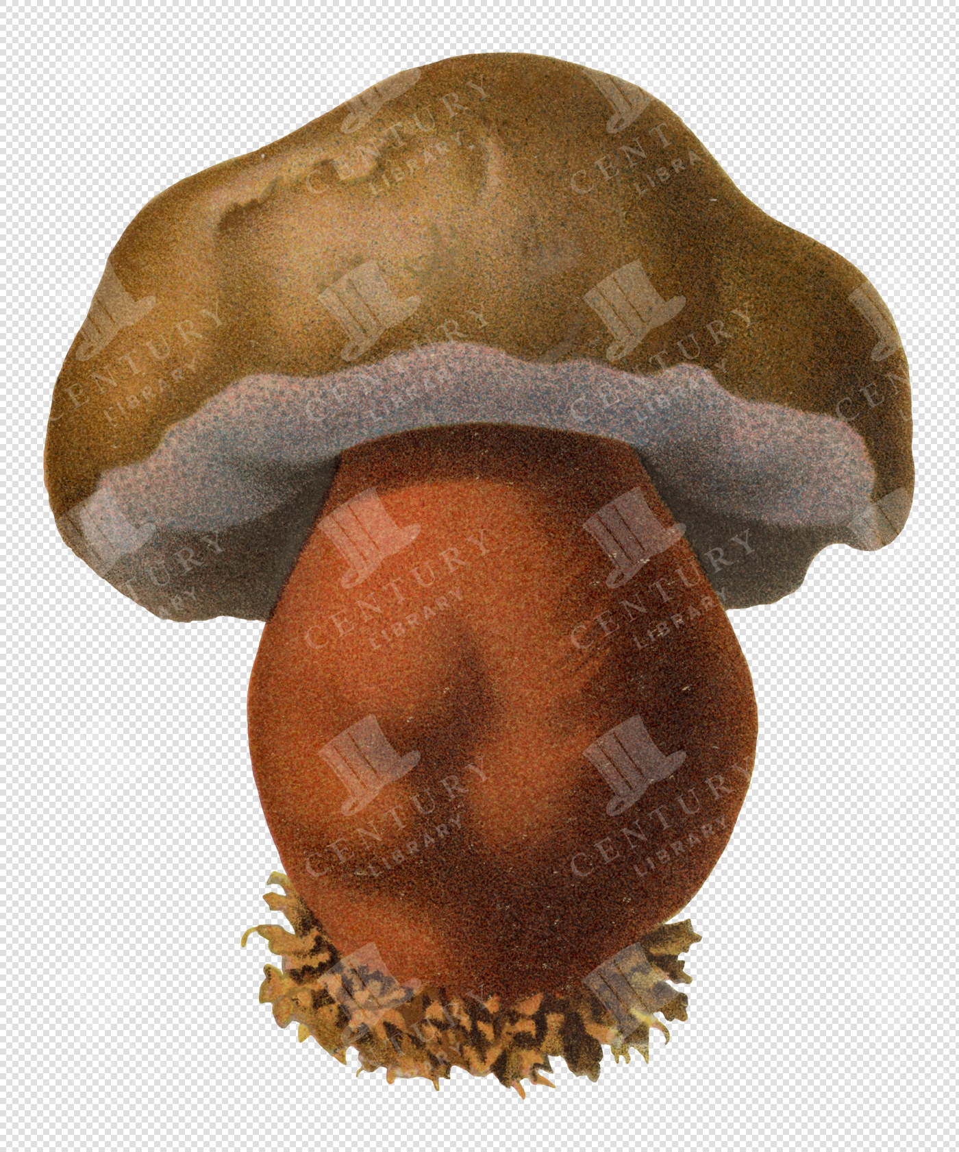 Antique Brown and Red Mushroom Illustration with Textured Cap and Transparent Background