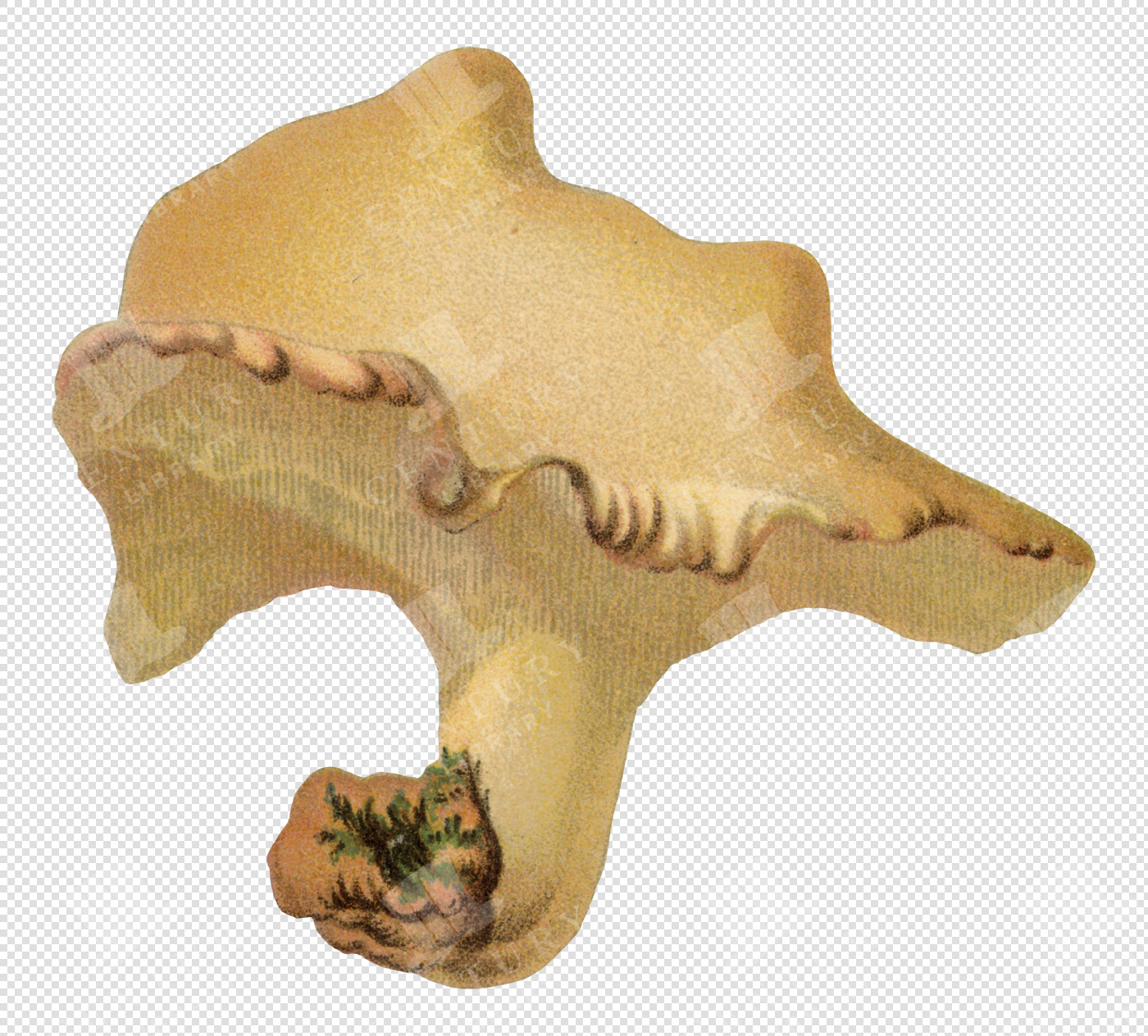 Antique Pale Yellow Mushroom Illustration with Textured Cap and Transparent Background