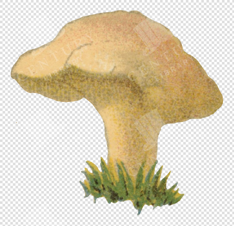 Antique Pale Yellow Mushroom Illustration with Grass and Transparent Background