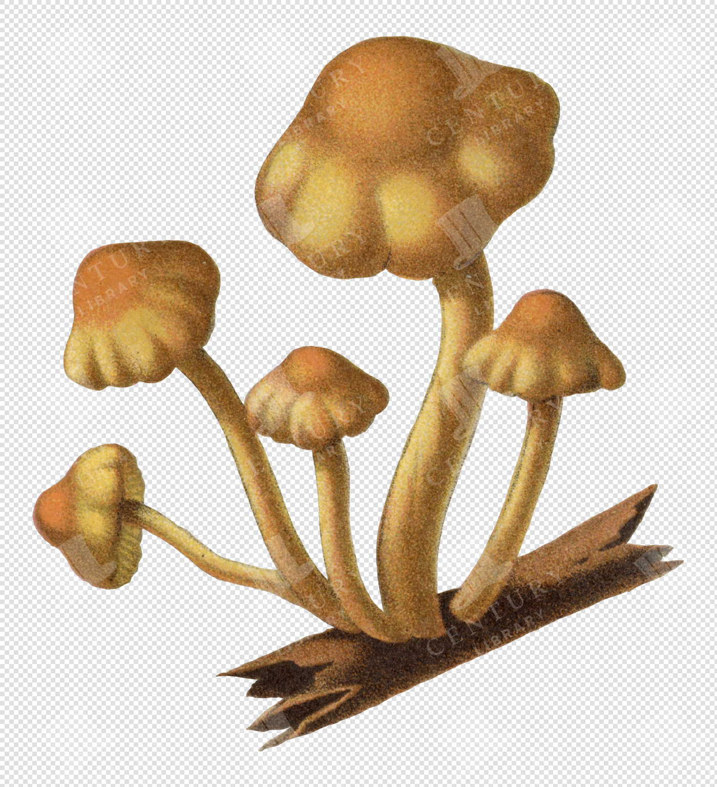 Antique Yellow And Brown Mushroom Cluster Illustration With Transparent Background For Overlays