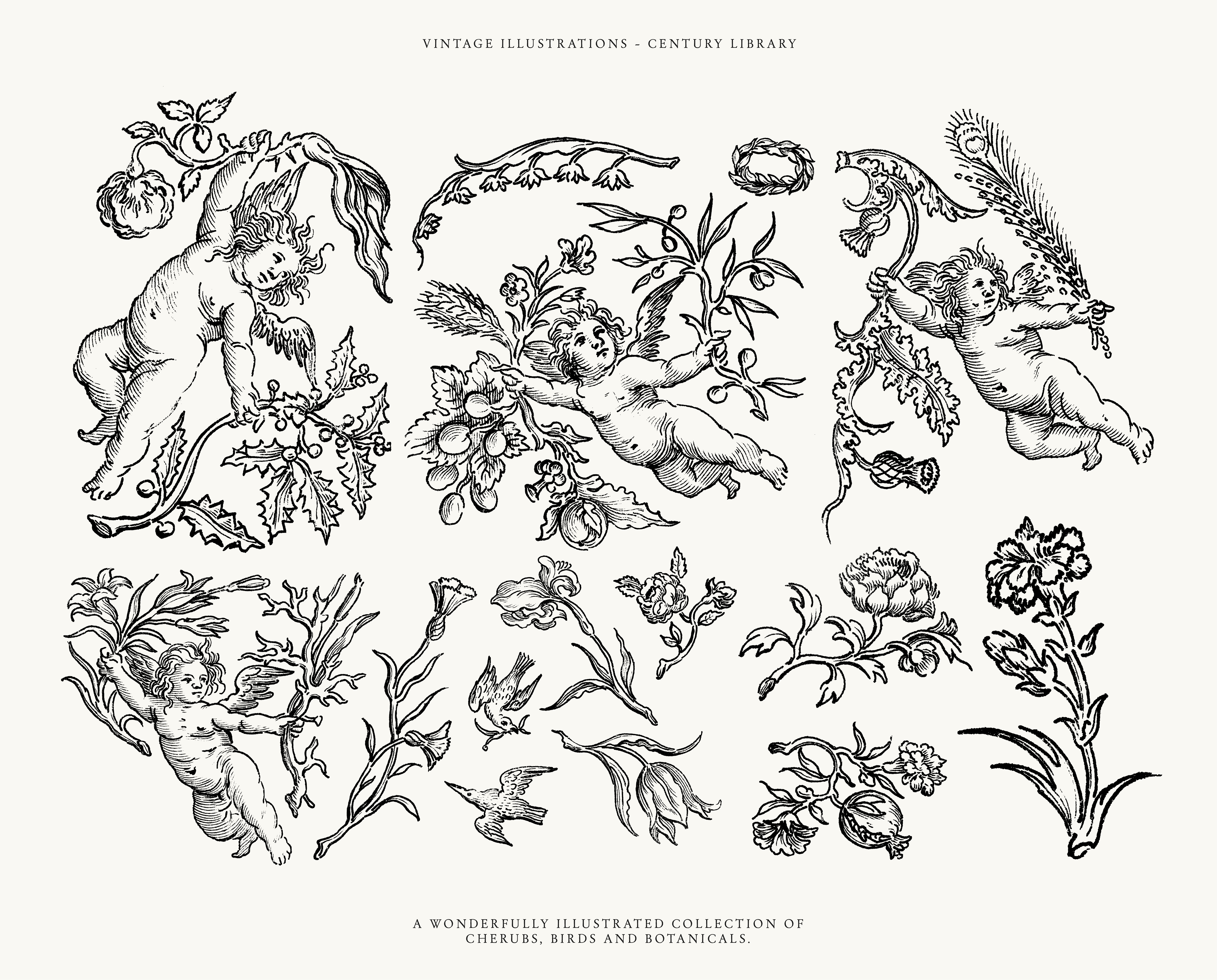 Vintage Cherubs & Botanicals PNG Illustration Pack