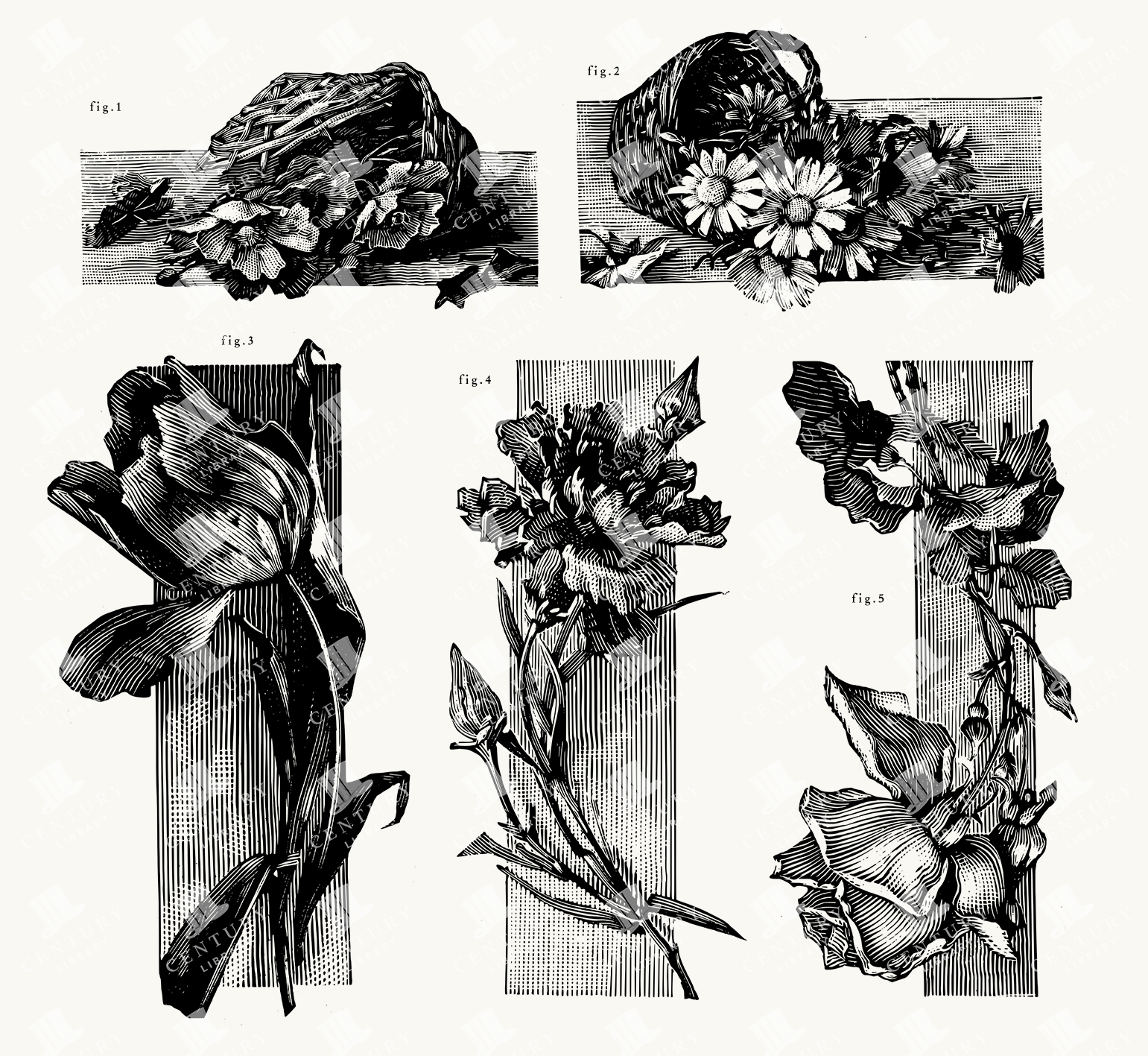 Intricate Rectangular Botanical Basket & Flower Study Set of Illustrations