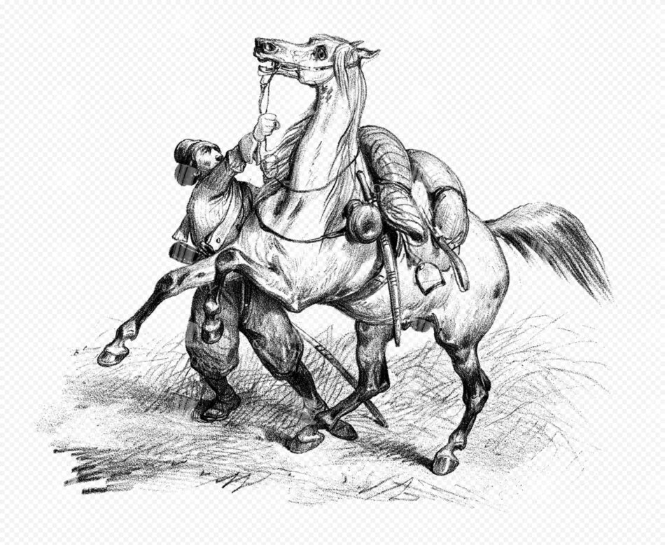 Horse Rearing as a Handler Tugs the Bridle - Dynamic Graphite Sketch with Saddle Roll