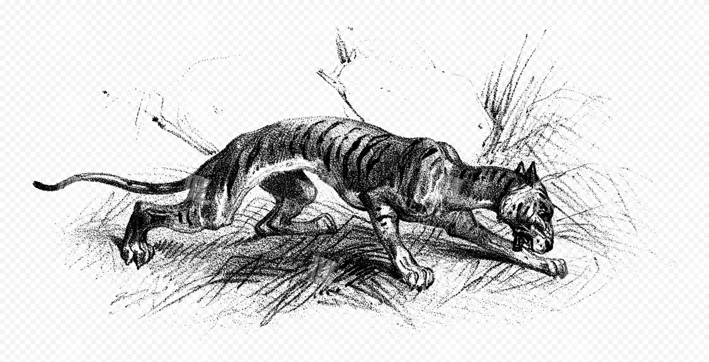 Lion and Tiger – Natural History Engraving with Latin Names