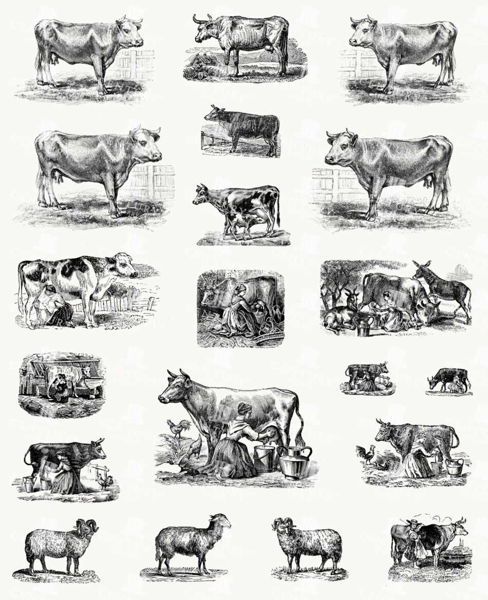 Cattle Studies and Dairy Farm Vignettes with Milkmaids