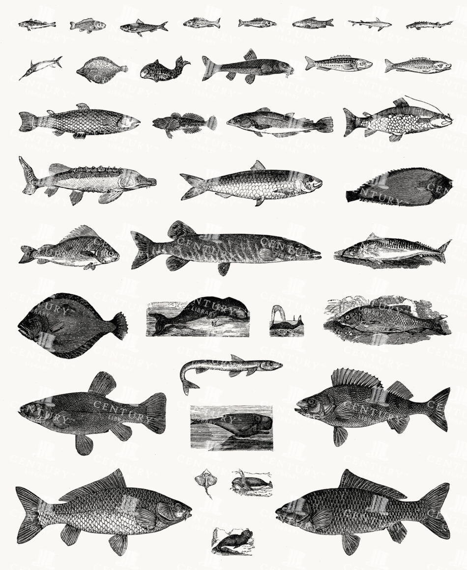 Assorted Fish Profiles with Lateral Views and Textured Scales - Diverse Species Rendered in Fine Hatching
