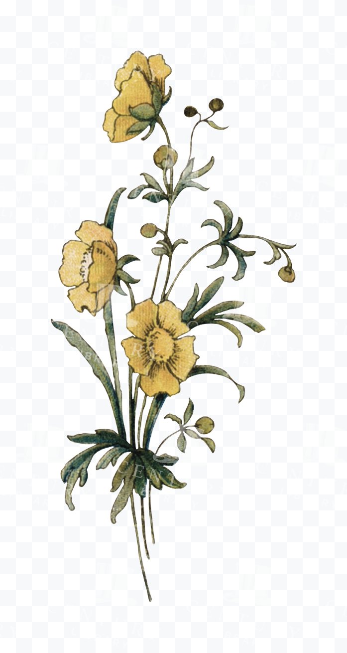 Yellow Wildflower Stem - Delicate Buds and Curved Green Leaves