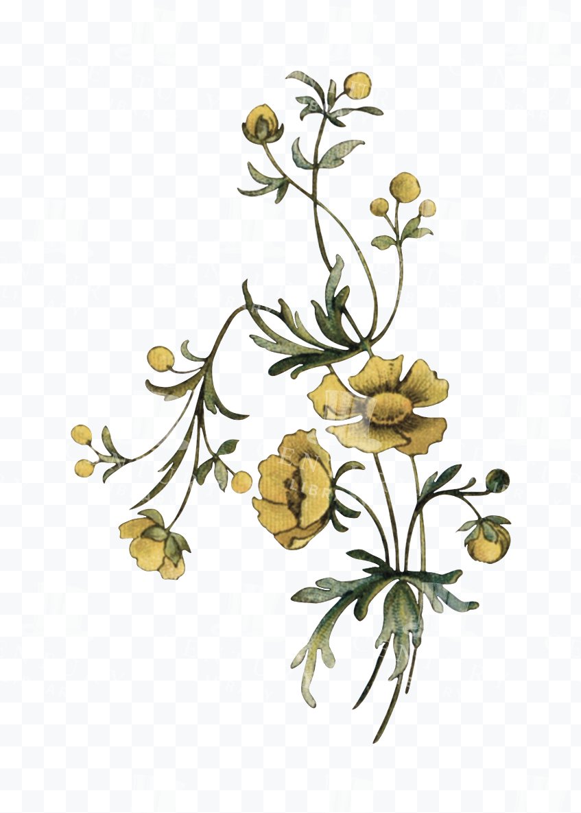 Buttercup Flower Sprig - Curving Stems with Rounded Yellow Buds