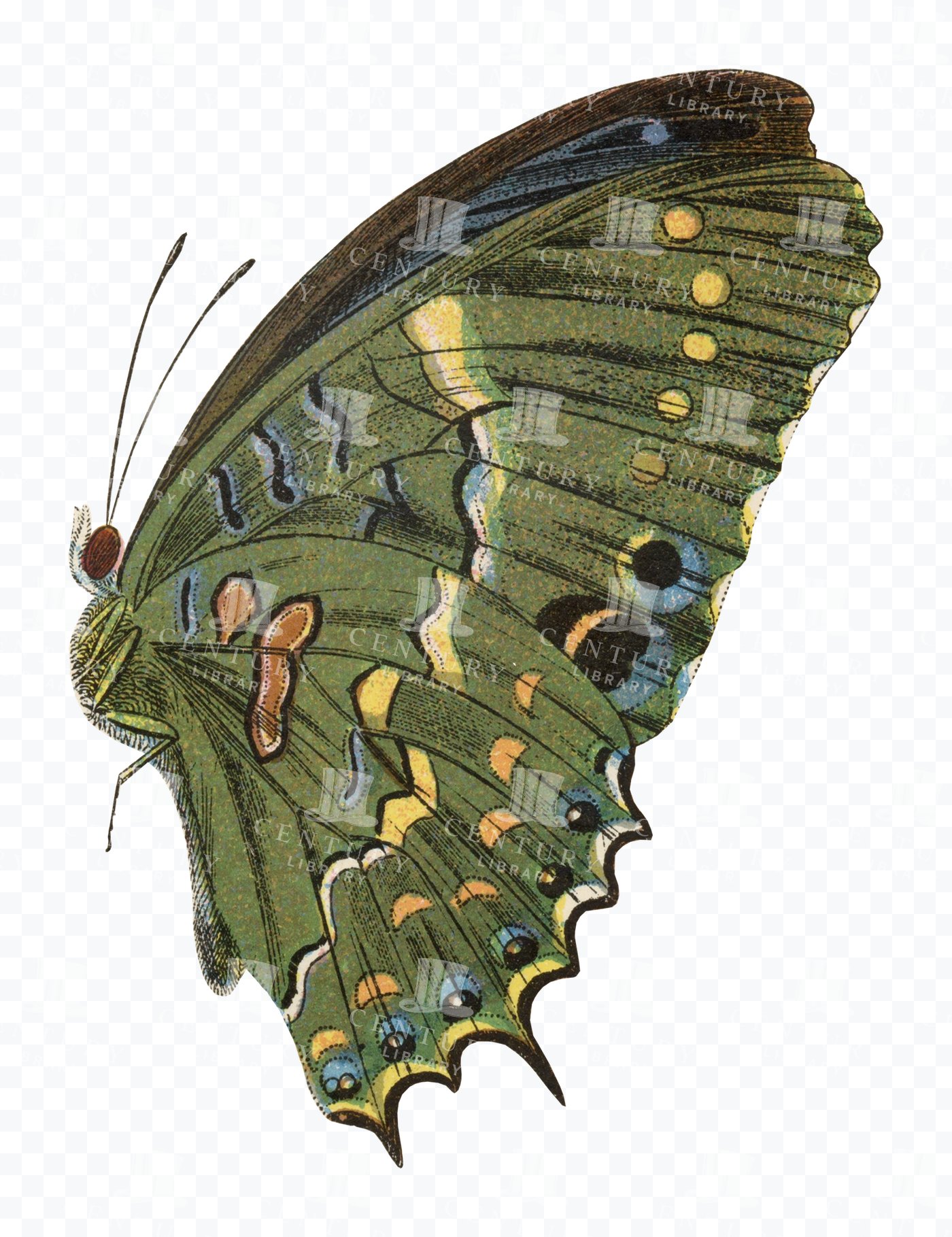 Butterfly – Green Swallowtail Profile with Spotted Wings and Antennae
